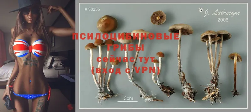 магазин продажи наркотиков  Видное  Галлюциногенные грибы MAGIC MUSHROOMS 